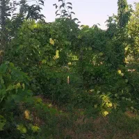 باغچه ۴۵۰متری در طالقان