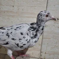 کبوترسرور ماده|پرنده|پاکدشت, خاتون آباد|دیوار