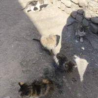 بچه گربه خانگی|گربه|تربتحیدریه, بالا ولایت|دیوار