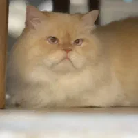 پرشین کت رگ دال لانگ هیر فلت|گربه|تبریز, |دیوار