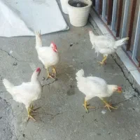 جوجه نیمچه ماشینی