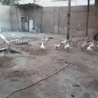 غار|حیوانات مزرعه|تهران, اتابک|دیوار