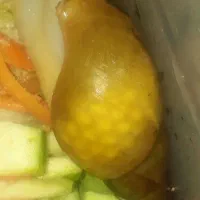 حلزون مولد و بهداشتی