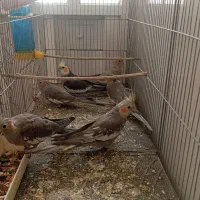 عروس هلندی