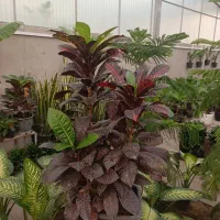 گل آپارتمانی گل خانگی وبیرونی خاک گلدان و باغچه