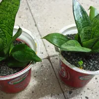 گلهای زیبا|گل و گیاه طبیعی|کرمانشاه, |دیوار