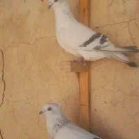 کبوتر شامی کاکلی وپولکی زیر خاکی