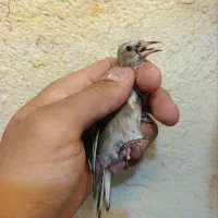 جوجه سهره تایبادی و نقش
