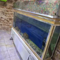 اکواریوم|ماهی|شهرکرد, |دیوار