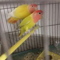 پرند عروس البینو نر وجفت طوطی برزیلی