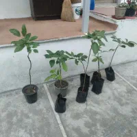 نهال آووکادو پیوندی ۲ ساله ، ریشه پر ، گلدانی