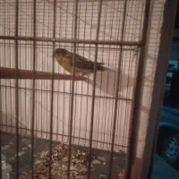 قناری نر .معاوضه با کفتر وفروش