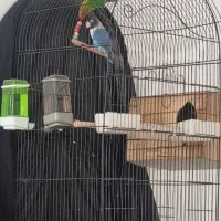 طوطی کوتوله