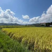 فروش عمده برنج طارم هاشمی ارسال به سراسر مازندران|عمده‌فروشی|بابکان, |دیوار