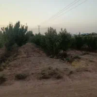 باغ|خدمات باغبانی و درختکاری|زبرخان, |دیوار