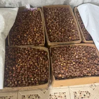حدود ۱۸۰ کیلو قصب