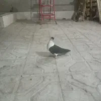کبوتر ماده