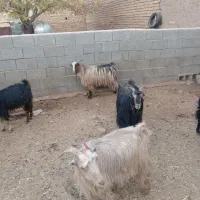 بز آبستن نزدیک|حیوانات مزرعه|درودزن, |دیوار