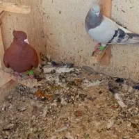 سرخ دم سفید سبز دم سفید|پرنده|شیراز, شهرک رضوان|دیوار