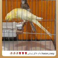 عرضه قناری نر و ماده و لوازم و ملزومات|پرنده|تهران, اسکندری|دیوار