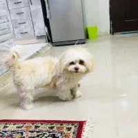 سگ شیتزو عروسکی ماده