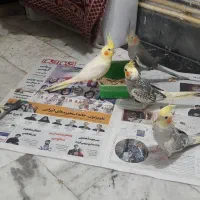 جوجه عروس وبالغ|پرنده|تولم شهر, |دیوار