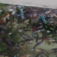 فروش تعداد زیادی ماهی گوپی بزرگ وخوب به(قیمت عمده)|ماهی|شیراز, شریفآباد|دیوار