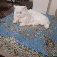 گربه پرشین|گربه|اشتهارد, |دیوار