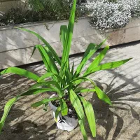 دو عدد گل سوسن عنکبوتی تولید خانگی در یک گلدان