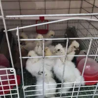 جوجه نژاد ابریشمی کوپال
