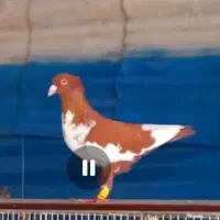 3جنگنده عبلغ سارکاکلی برژیکی