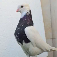 کبوتر طوقی|پرنده|خورموج, |دیوار