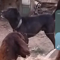 سگ گله