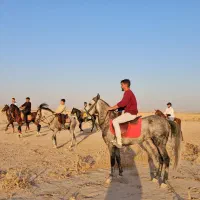 خرید و فروش اسب،  پانسیون،  آموزش سوارکاری