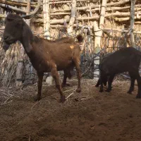 بزو کهره ماده|حیوانات مزرعه|اسماعیلی, |دیوار