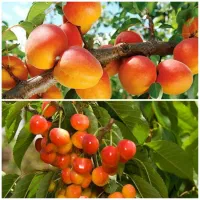 فروش انواع درخت زردالو و گیلاس لیبل دار