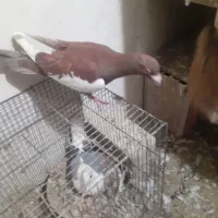شهرستانی