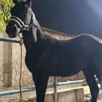 کره اسب ترکی خالص