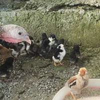 جوجه مرغ محلی بهمراه مادر