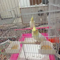 عروس هلندی