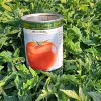 نهال گوجه فرنگی