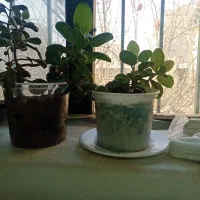 پایه قابلمه|آب‌چکان و نظم‌دهنده ظروف|سبزوار, ولیعصر (نجار آباد)|دیوار