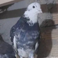 شازده سیاه گم کردم