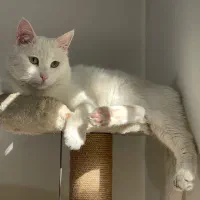 گربه سفید گمشده