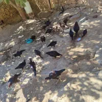 فروش  مرغ و خروس لاری