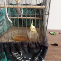 عروس هلندی دستی