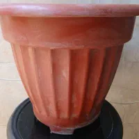 تعدادی گلدان سالم در حد نونو