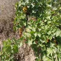 نیازمند یک اکیپ  کارگر باغ اسپار حرفه ای
