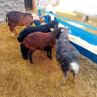 سه تابره و دوتابزغاله نر  از دم .دونه شش تومن .