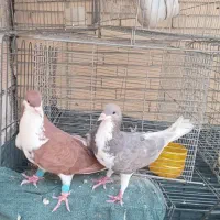 2جفت شیرازی درجه یک فروشی اصل ونصب دار